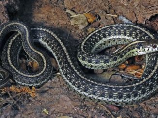 Lower Colorado River Conservation Program Adjusts For The Mexican Gartersnake