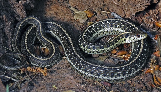 Lower Colorado River Conservation Program Adjusts For The Mexican Gartersnake