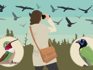 Migrating to Birding Locations This Year 2