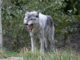 Oregon Hunter Kills Wolf in Self Defense