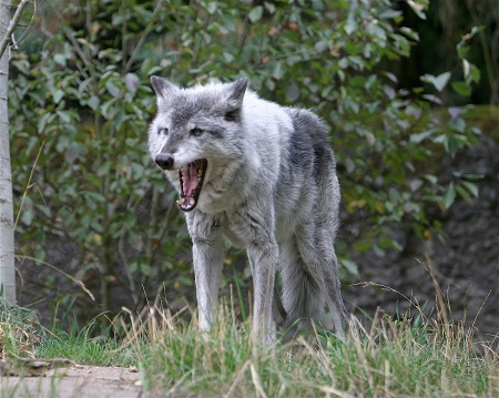 Oregon Hunter Kills Wolf in Self Defense