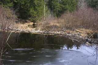 Trappers Contributes to Wildlife Management in New Hampshire