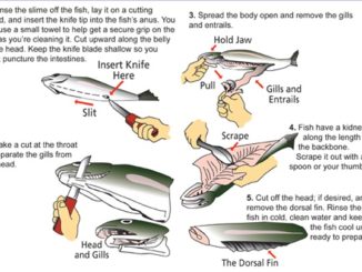 Valuable Fish Cleaning Tips from Oregon DFW