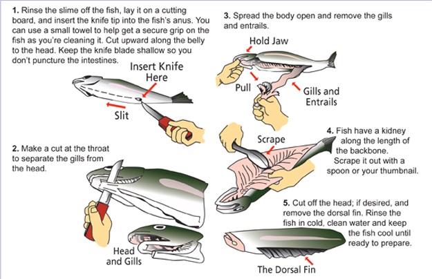 Valuable Fish Cleaning Tips from Oregon DFW 