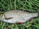 A Small Pond - A New Dawn (The American Carp Society)