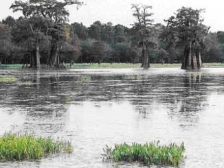 BHA Wades into Legal Fight over Access to Famed Catahoula Lake in Louisiana