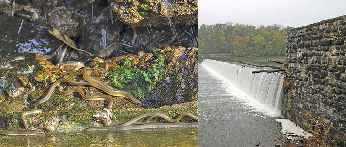 Biologist fighting uphill battle to get eelways built on Potomac dams