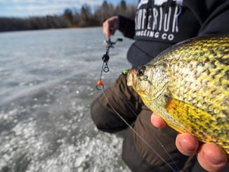 Black Ice Makes Fish Anxious