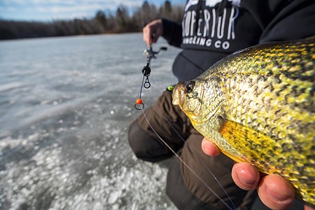 Black Ice Makes Fish Anxious