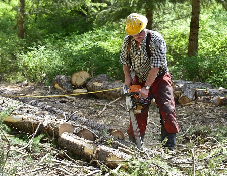 Congress Takes Another Positive Step For Federal Forests