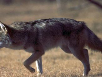 DNR offering free lifetime hunting license for killing coyotes