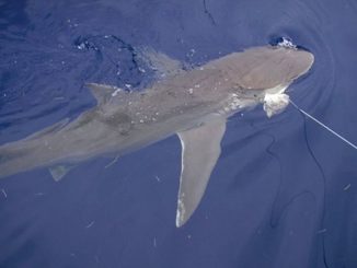 Blacktip shark, catch and release - Coastal Angler & The Angler Magazine