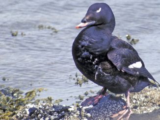 On the Wing Still waters reveal raft of deep-diving white-winged scoters