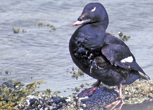 On the Wing Still waters reveal raft of deep-diving white-winged scoters