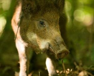 Proper Fencing Can Help Keep Out Feral Hogs