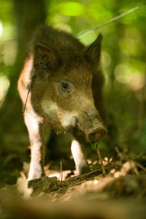 Proper Fencing Can Help Keep Out Feral Hogs 