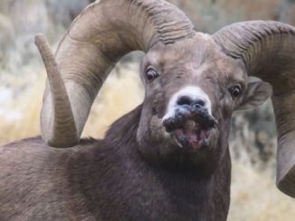 Sore mouth suspected in Yellowstone sheep