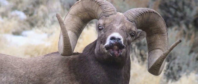 Sore mouth suspected in Yellowstone sheep