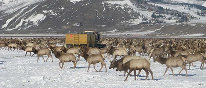 Stop Feeding Elk