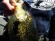 4 Tips for Finding and Catching Early Season Crappie