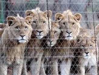 The Dallas Safari Club last week announced their board's decision to no longer support the practice of captive bred lion shooting in Africa. The Boone and Crockett Club fully supports this decision.