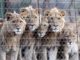 The Dallas Safari Club last week announced their board's decision to no longer support the practice of captive bred lion shooting in Africa. The Boone and Crockett Club fully supports this decision.