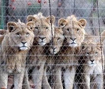 captive bred lion hunting
