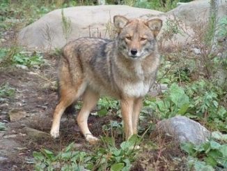 Experts howl at 'coywolf' headlines; limited NH hunting season called for