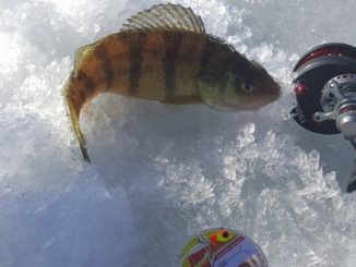 Panfish Ice Fishing Tips with Brian Bro Brosdahl