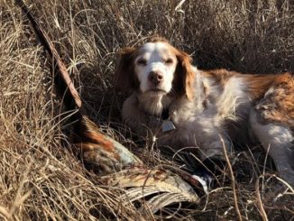 Two Roosters for an Old Bird Dog