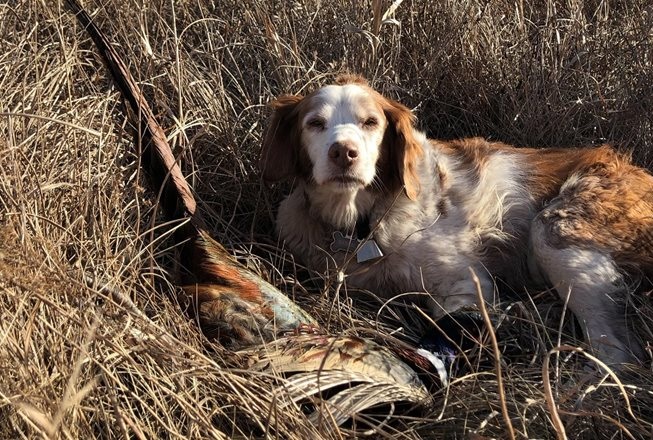 Two Roosters for an Old Bird Dog