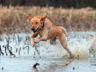 Ducks Unlimited recognizes World Wetlands Day