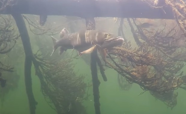 Super Clear Muskie Underwater Video Footage