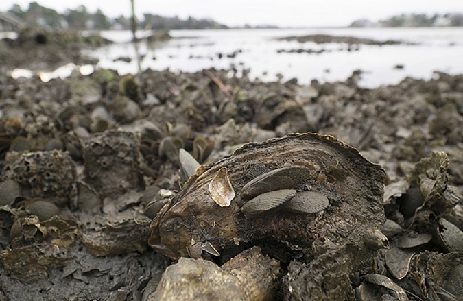 10 Billion More Oysters In The Chesapeake Bay