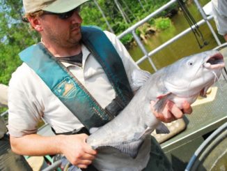 Chesapeake Plagued By Bay Blue Catfish