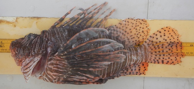 NOAA Seeks Comment on Test Trapping for Lionfish 