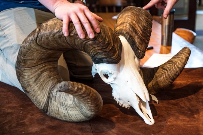 New World's Record Bighorn Sheep Officially Certified