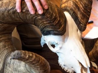 New World's Record Bighorn Sheep Officially Certified