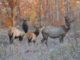 RMEF Supports Inaugural Wisconsin Elk Hunt