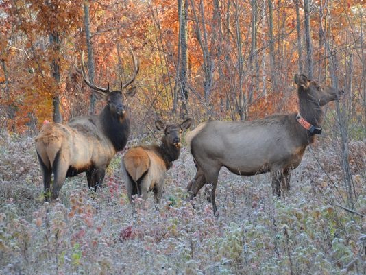 RMEF Supports Inaugural Wisconsin Elk Hunt