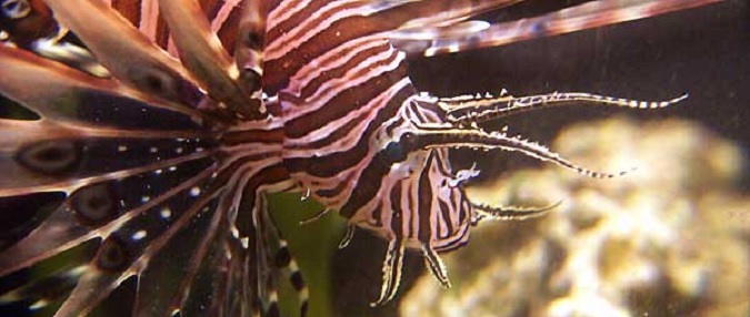 The Lionfish Invasion