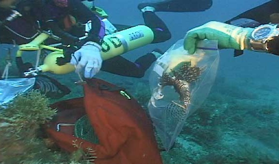 The Lionfish Invasion