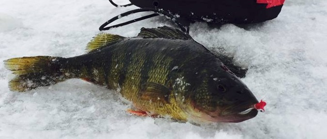 Tips On How To Catch More Late-Ice Panfish