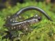 Cow Knob salamander