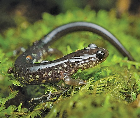 Cow Knob salamander