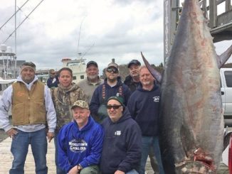 N.C. Division of Marine Fisheries Announces New Bluefin Record