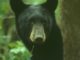 NYS DEC - Avoid Problems with Bears
