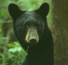 NYS DEC - Avoid Problems with Bears