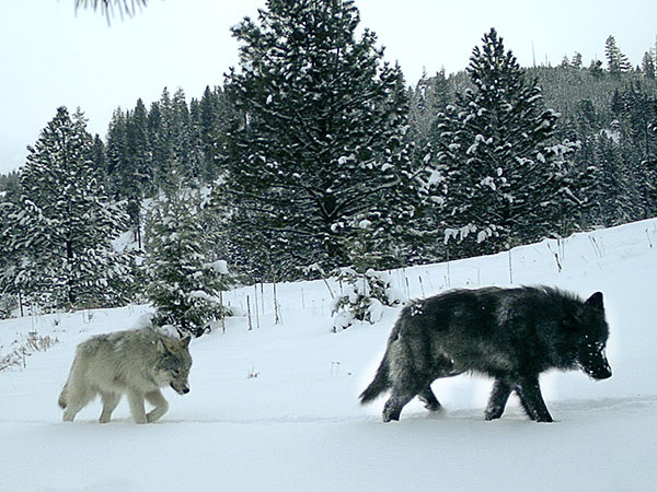 Oregon Wolf Program Updates