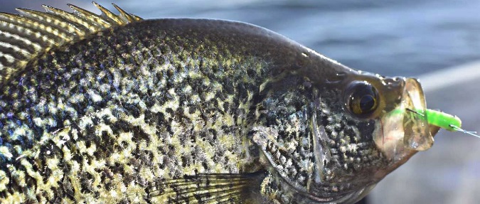 Tube Tricks For Spring Panfish